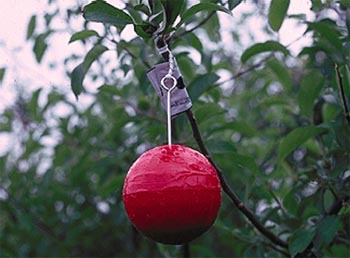 Image of an apple maggot trap